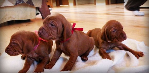 Puppies trying to stand up