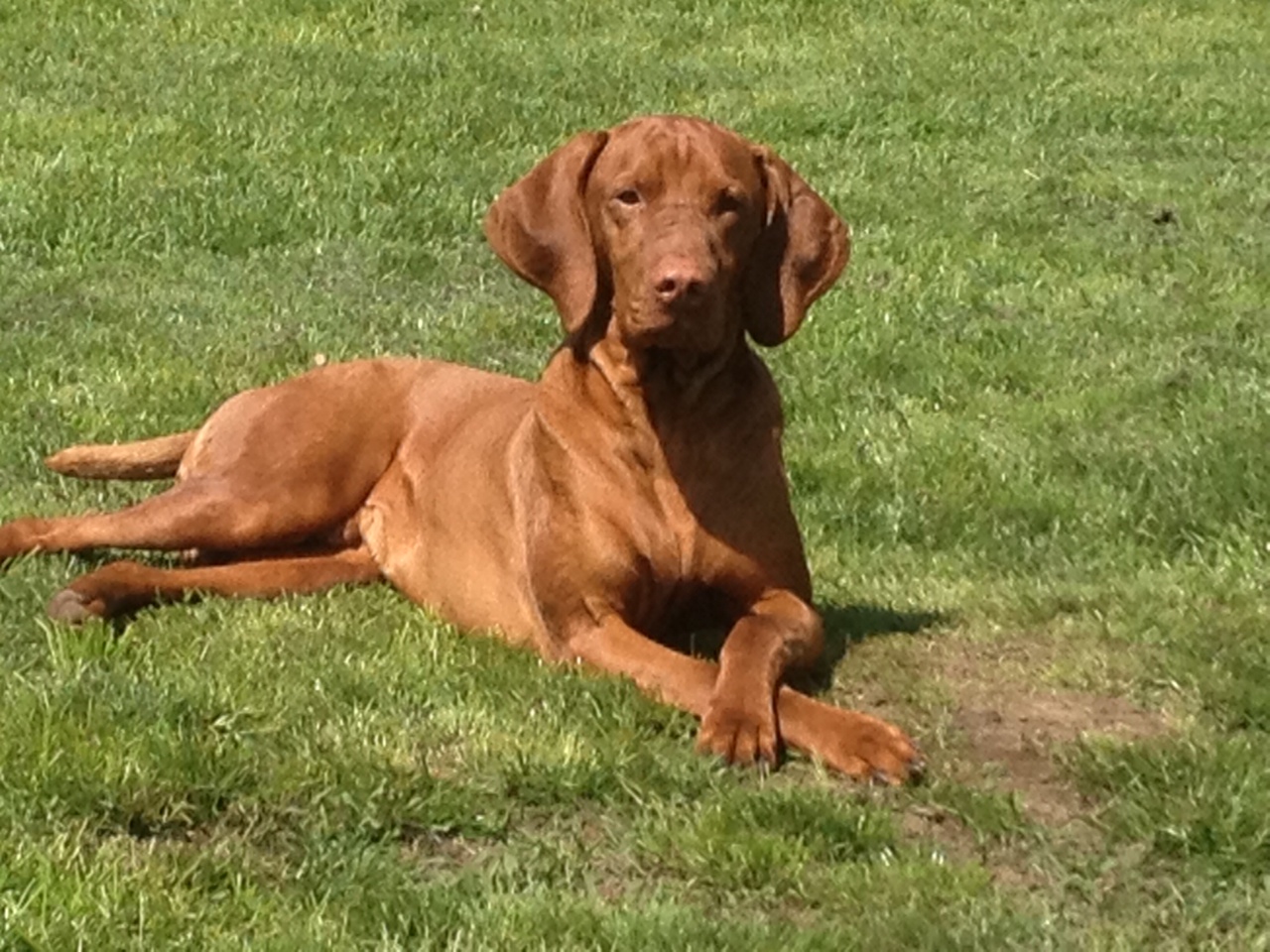 Ch Vizslavilla's Rhett Butler, FDJ