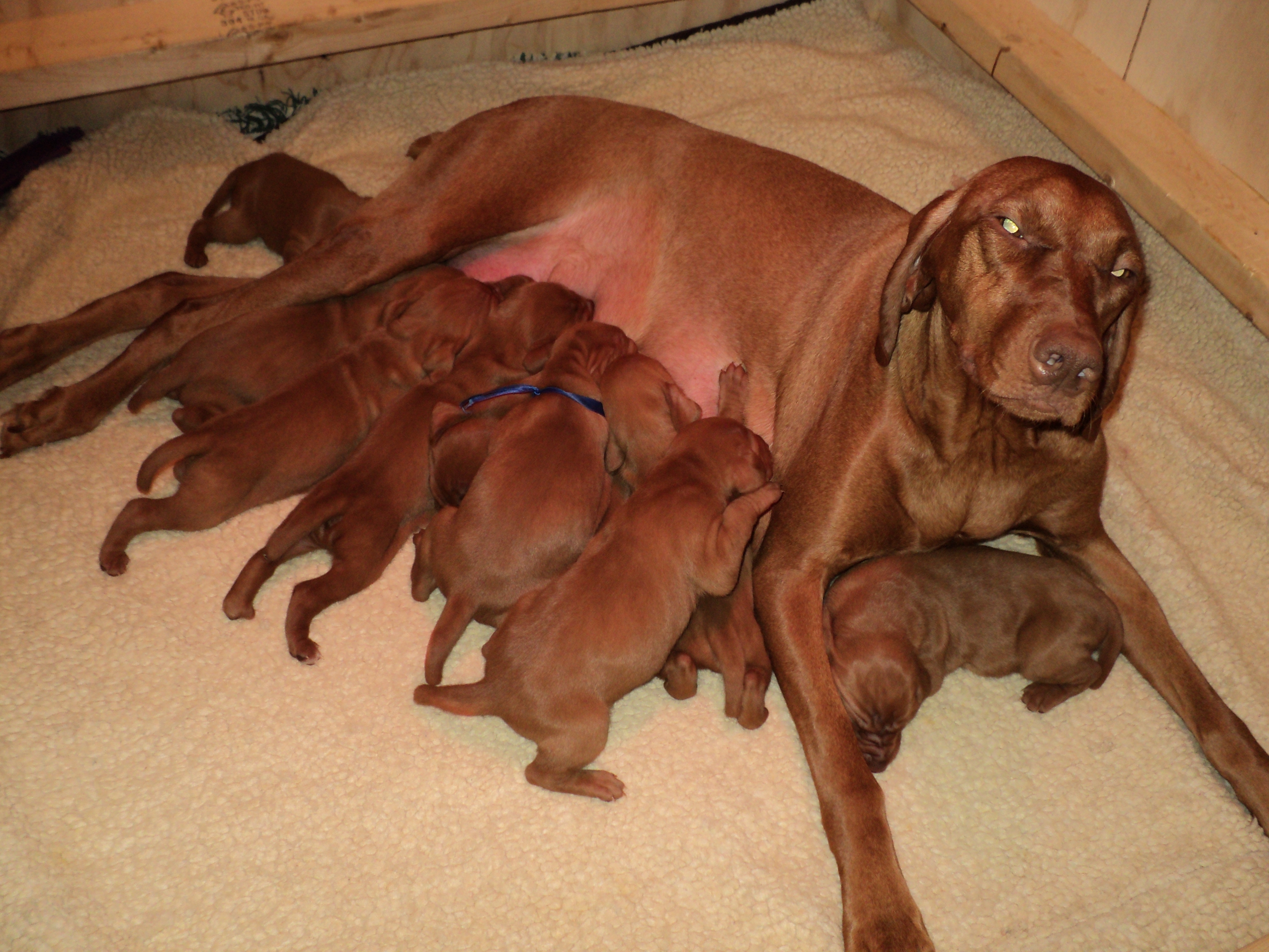 Scarlett with her new litter