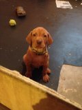 Dreamvizslas Ripper @ 6 weeks