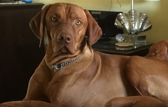 Dreamvizslas Tikaszu Ripper (stud dog)