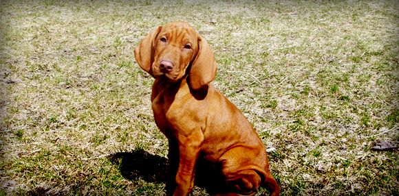 A Vizslas sitting patiently with its head cocked to the side inquisitvely.