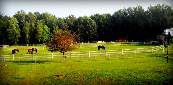 Green field with horses in the distance