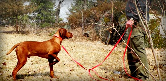 Dog obeying command while on leash