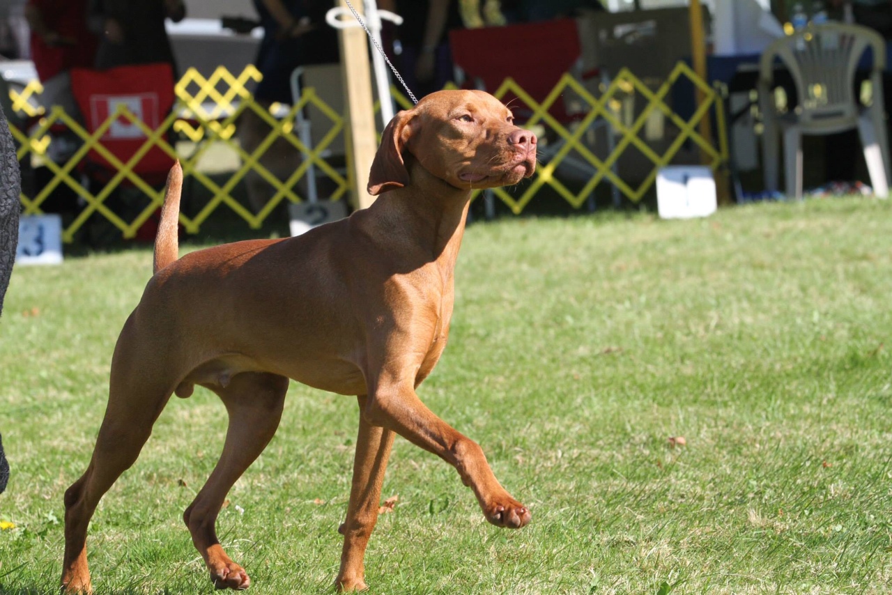 Ripper strutting his stuff in the ring